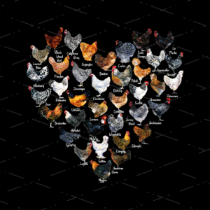 Chicken Heart Shape sublimation design