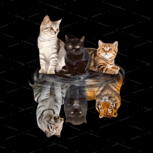 Don't Give Up Three Cats Reflection dtf transfers